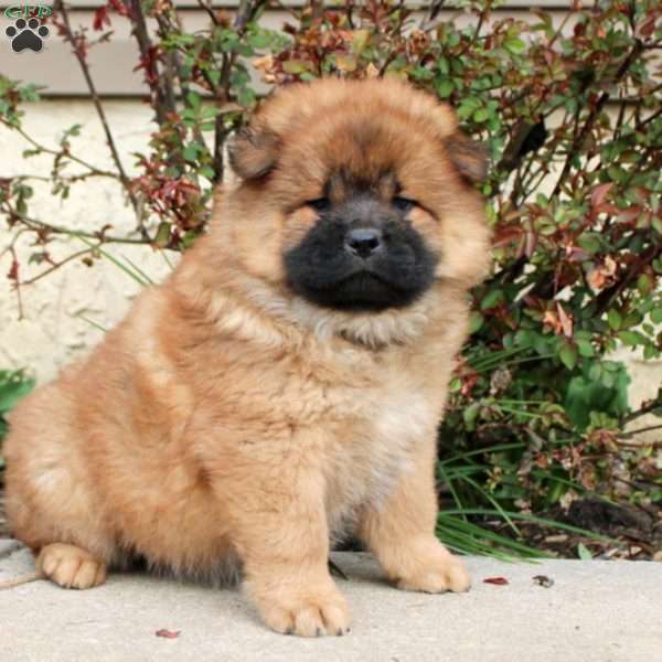 Tricia, Chow Chow Puppy