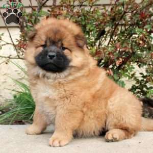 Tricia, Chow Chow Puppy