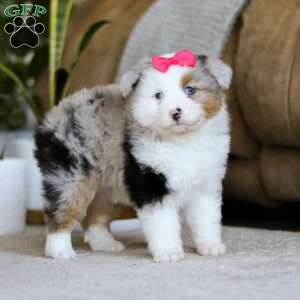 Trixie, Australian Shepherd Puppy