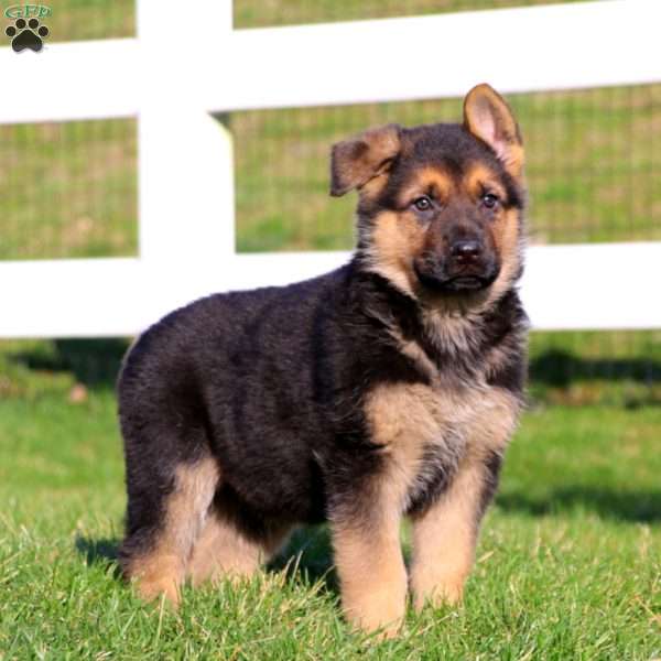 Troy, German Shepherd Puppy