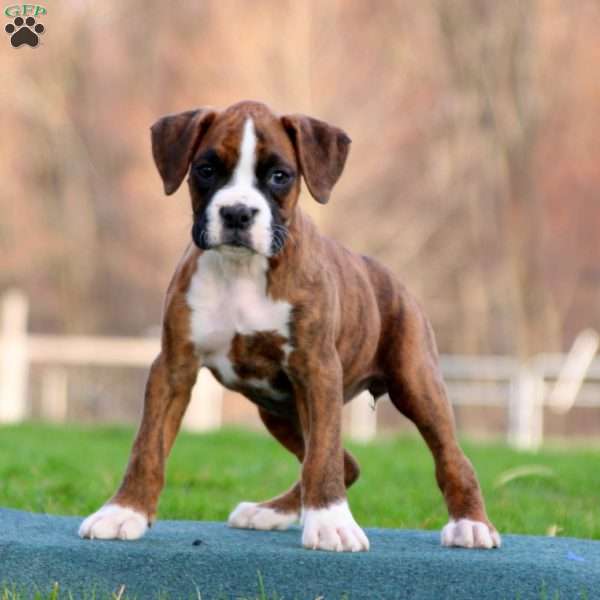 Truly, Boxer Puppy