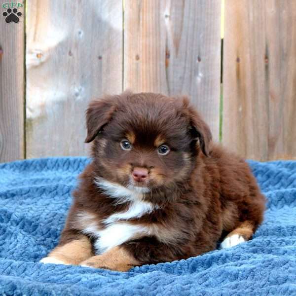 Truman, Toy Australian Shepherd Puppy
