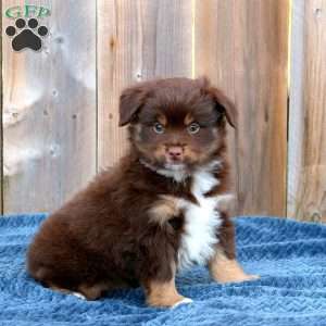 Truman, Toy Australian Shepherd Puppy
