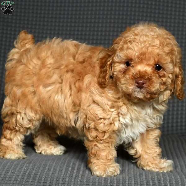 Tucker, Toy Poodle Puppy