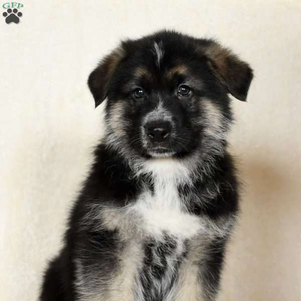 Tucker, German Shepherd Puppy