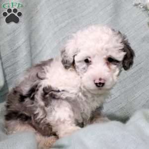 Tulip, Toy Poodle Puppy