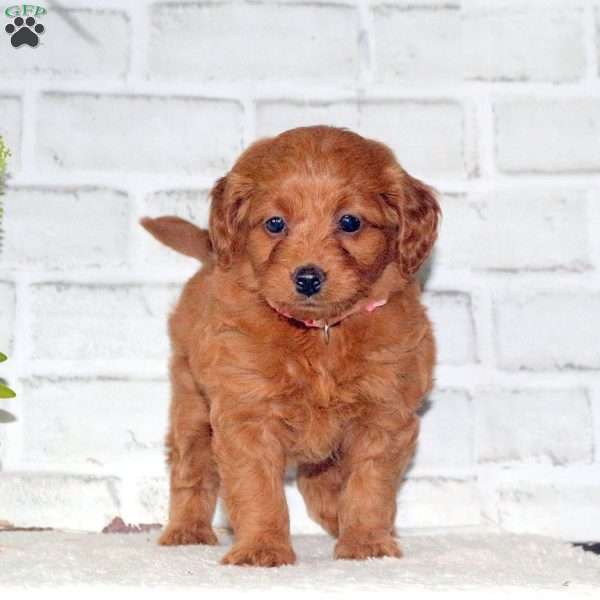 Twinkle, Mini Goldendoodle Puppy
