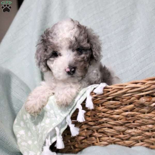 Twyla, Toy Poodle Puppy