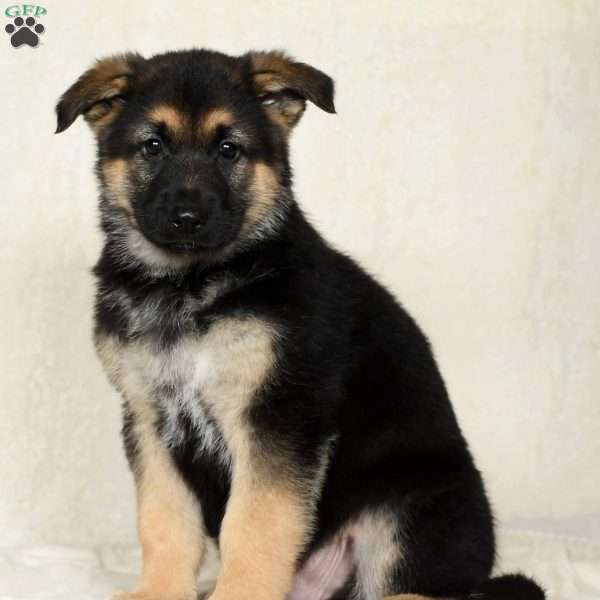 Tyson, German Shepherd Puppy