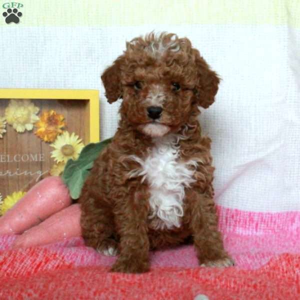 Valentino, Miniature Poodle Puppy