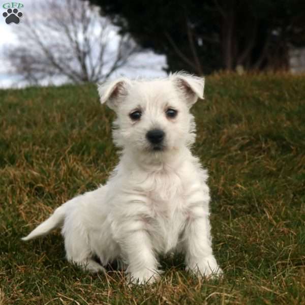 Valor, West Highland Terrier Puppy
