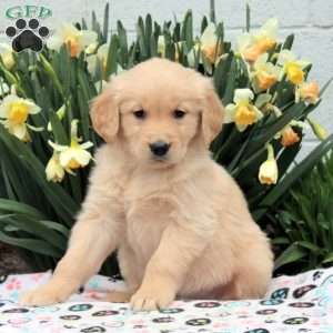 Vance, Golden Retriever Puppy