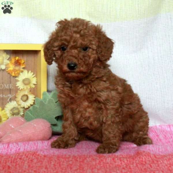Vanessa, Miniature Poodle Puppy