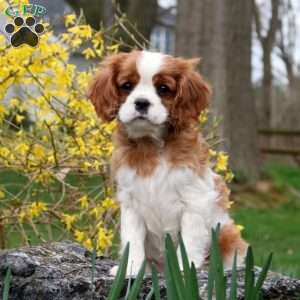 Vanessa, Cavalier King Charles Spaniel Puppy