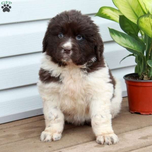 Vera, Newfoundland Puppy