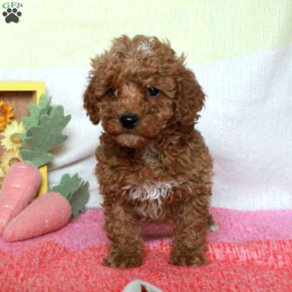 Victor, Miniature Poodle Puppy