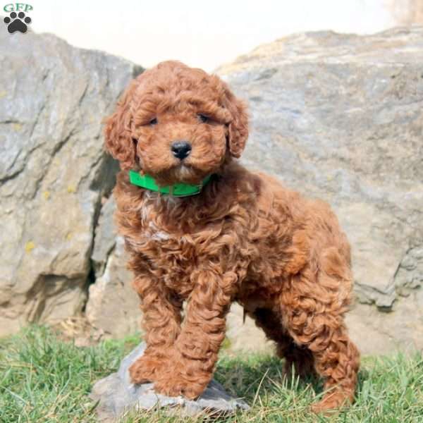 Victor, Miniature Poodle Puppy
