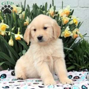 Victor, Golden Retriever Puppy