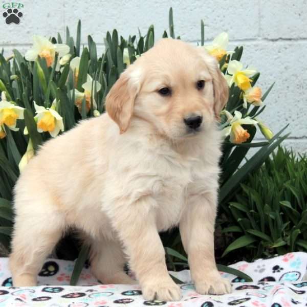 Victoria, Golden Retriever Puppy
