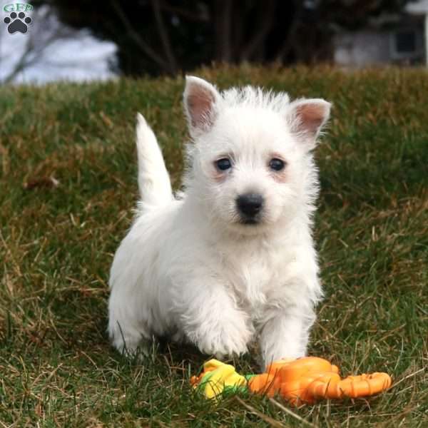 Victoria, West Highland Terrier Puppy