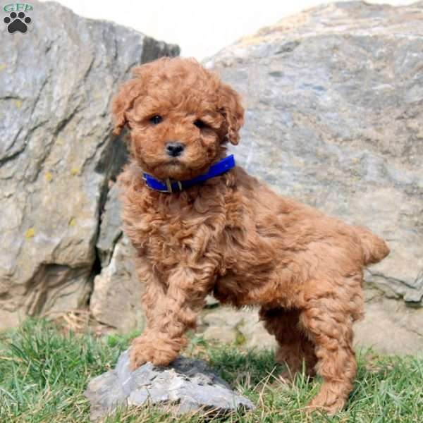 Vince, Miniature Poodle Puppy