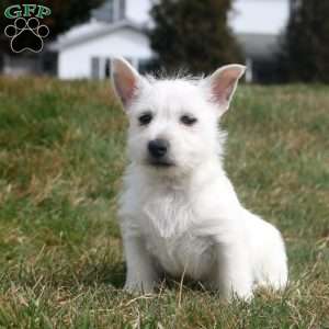 Vincent, West Highland Terrier Puppy