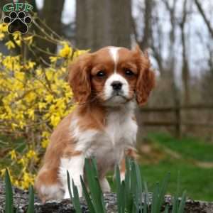 Vincent, Cavalier King Charles Spaniel Puppy