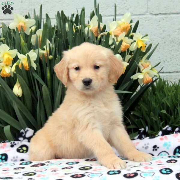 Violet, Golden Retriever Puppy