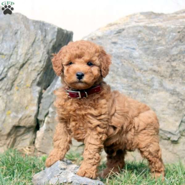 Virgil, Miniature Poodle Puppy