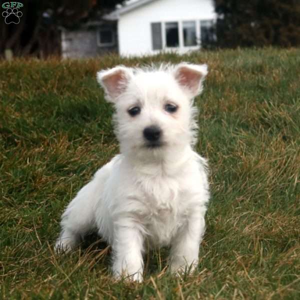 Vivian, West Highland Terrier Puppy