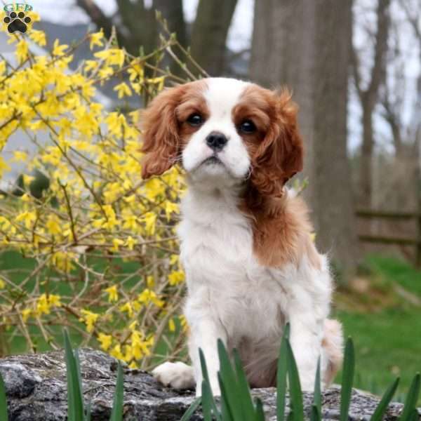 Vivian, Cavalier King Charles Spaniel Puppy
