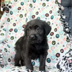 Wade, Soft Coated Wheaten Terrier Mix Puppy