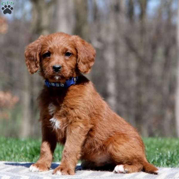 Waggles, Labradoodle Puppy