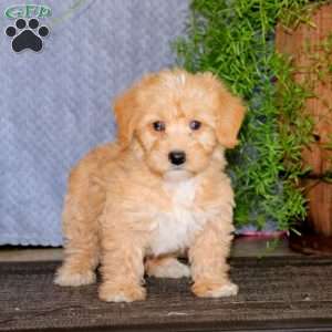 Watson, Mini Labradoodle Puppy