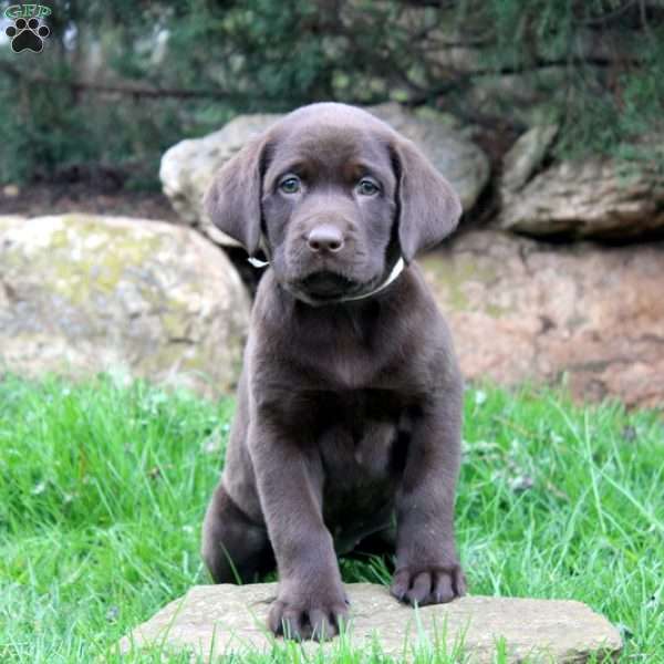 Wendy, Chocolate Labrador Retriever Puppy