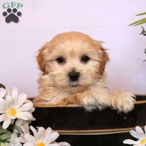 Maltipoo 2024 greenfield puppies