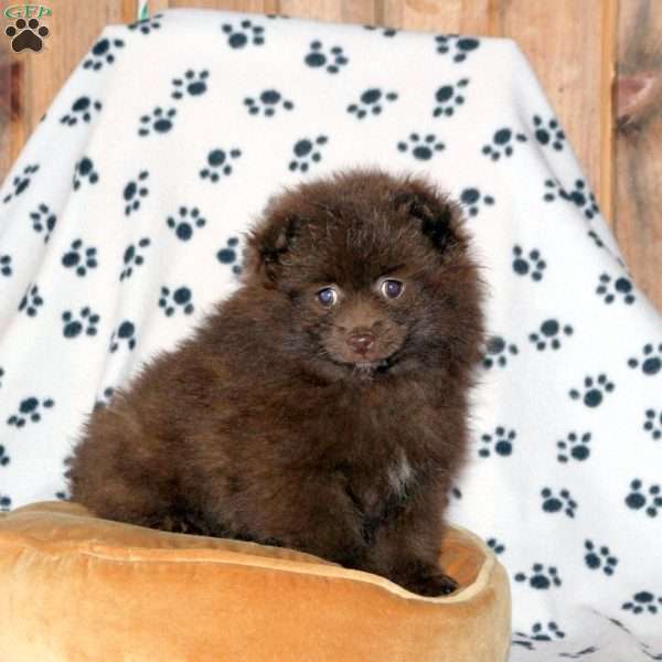 Willow, Pomeranian Puppy