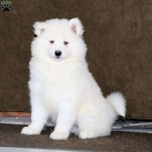 Willow, Samoyed Puppy