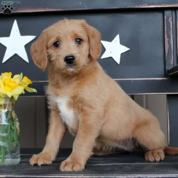 Winslow, Mini Labradoodle Puppy