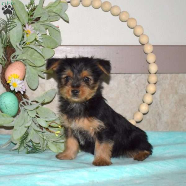 Winston, Yorkie Puppy