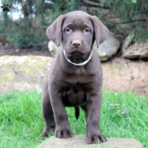 Wren, Chocolate Labrador Retriever Puppy