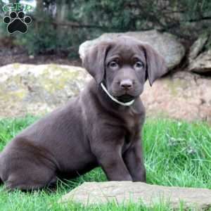 Wren, Chocolate Labrador Retriever Puppy