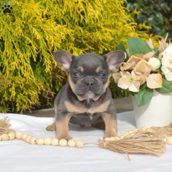 Yogi, French Bulldog Puppy