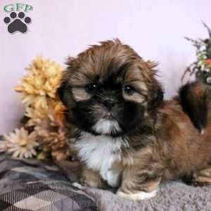 Shih tzu greenfield sales puppies