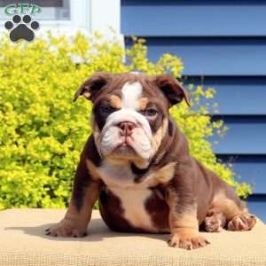 Zander, English Bulldog Puppy