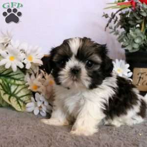 Shih tzu best sale greenfield puppies