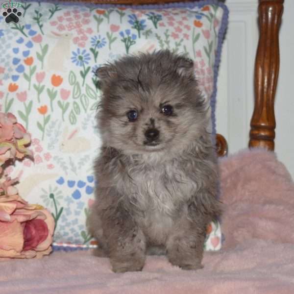 Zena, Pomeranian Puppy