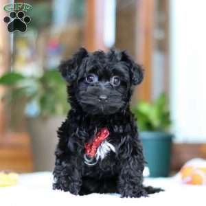 Black yorkie poo hot sale puppies for sale