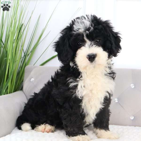 Zoey, Mini Bernedoodle Puppy