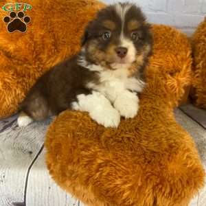 Miniature australian shepherd outlet for sale near me